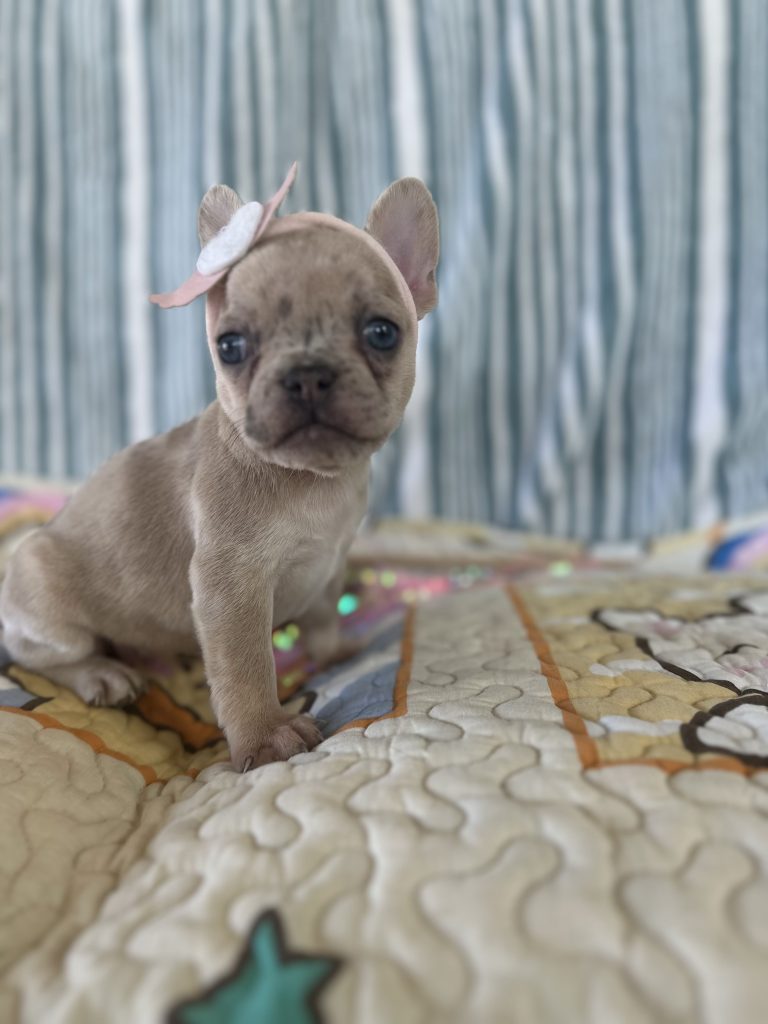 Popcorn | Lilac Fawn Merle French Bulldog Female | The Marvelous