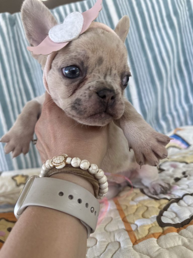 Popcorn | Lilac Fawn Merle French Bulldog Female | The Marvelous