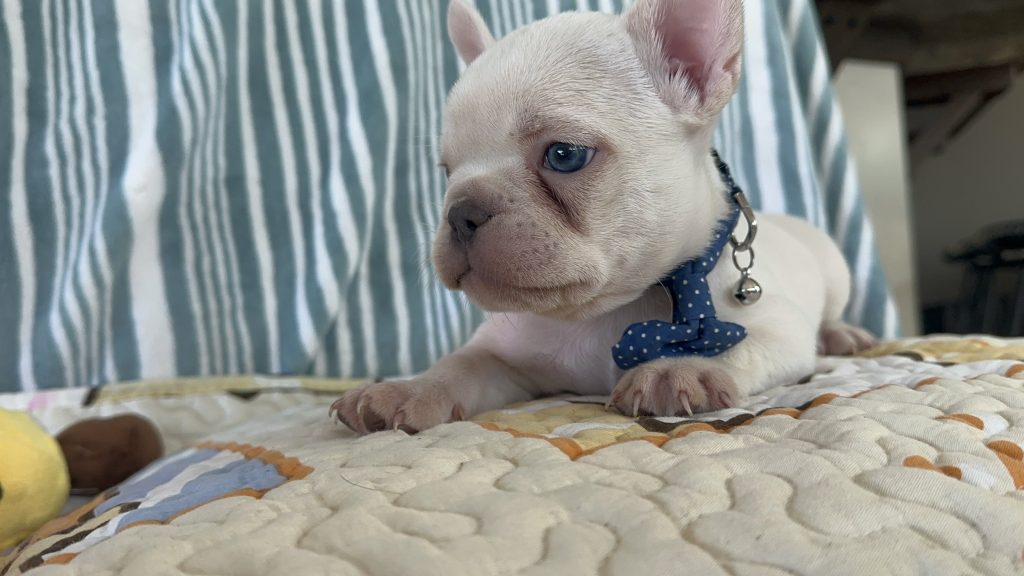 Yeti | Platinum French Bulldog Male | The Handsome