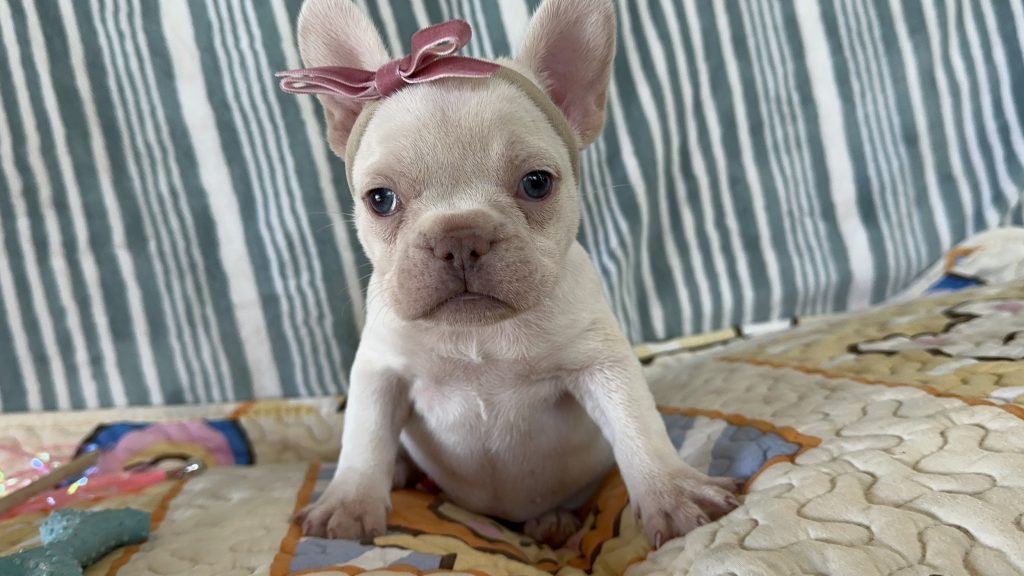 Cloud | Platinum French Bulldog Female | The Prettiest