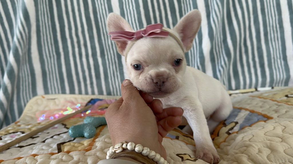 Cloud | Platinum French Bulldog Female | The Prettiest