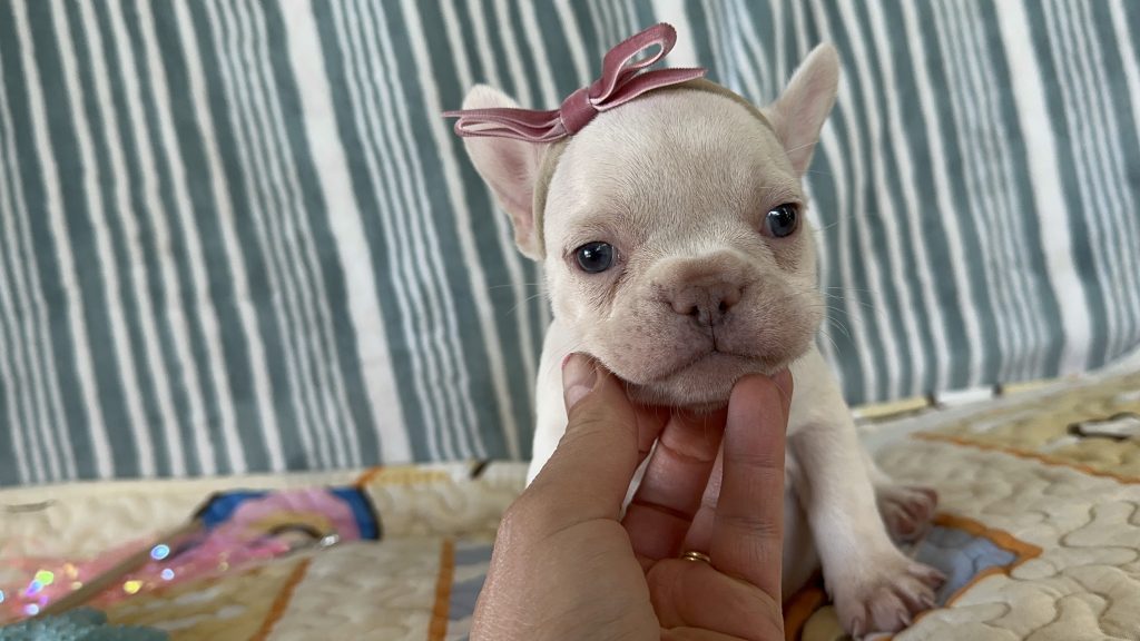 Cloud | Platinum French Bulldog Female | The Prettiest