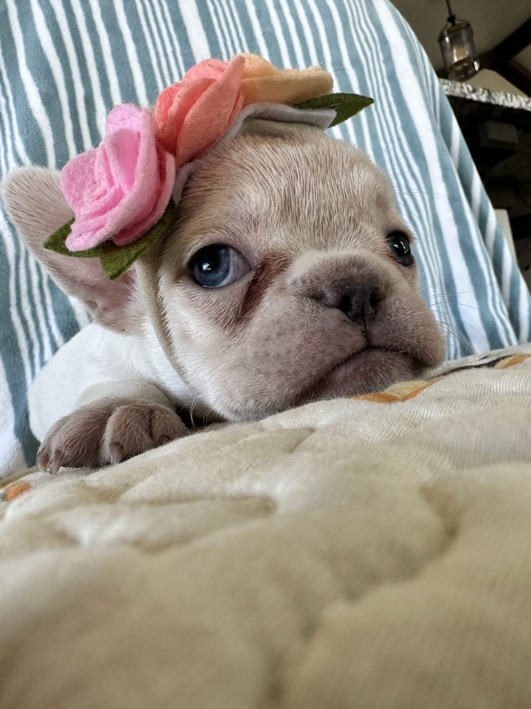 Marshmallow | Platinum French Bulldog Female | The Lovely