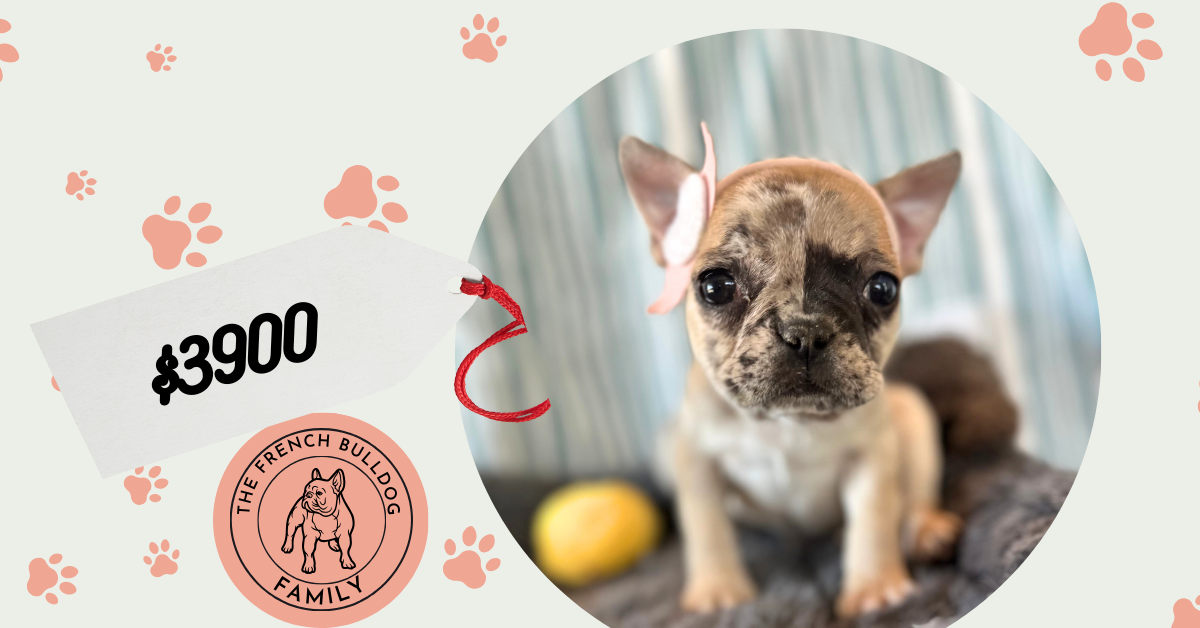 Tinker Bell | Fawn Merle French Bulldog Female | The Princess