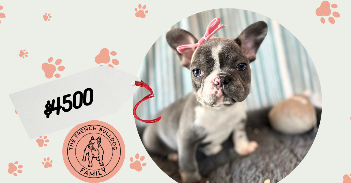 Coquette | Blue Merle French Bulldog Female | The Princess