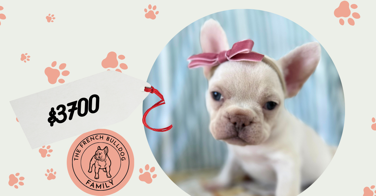 Cloud | Platinum French Bulldog Female | The Prettiest