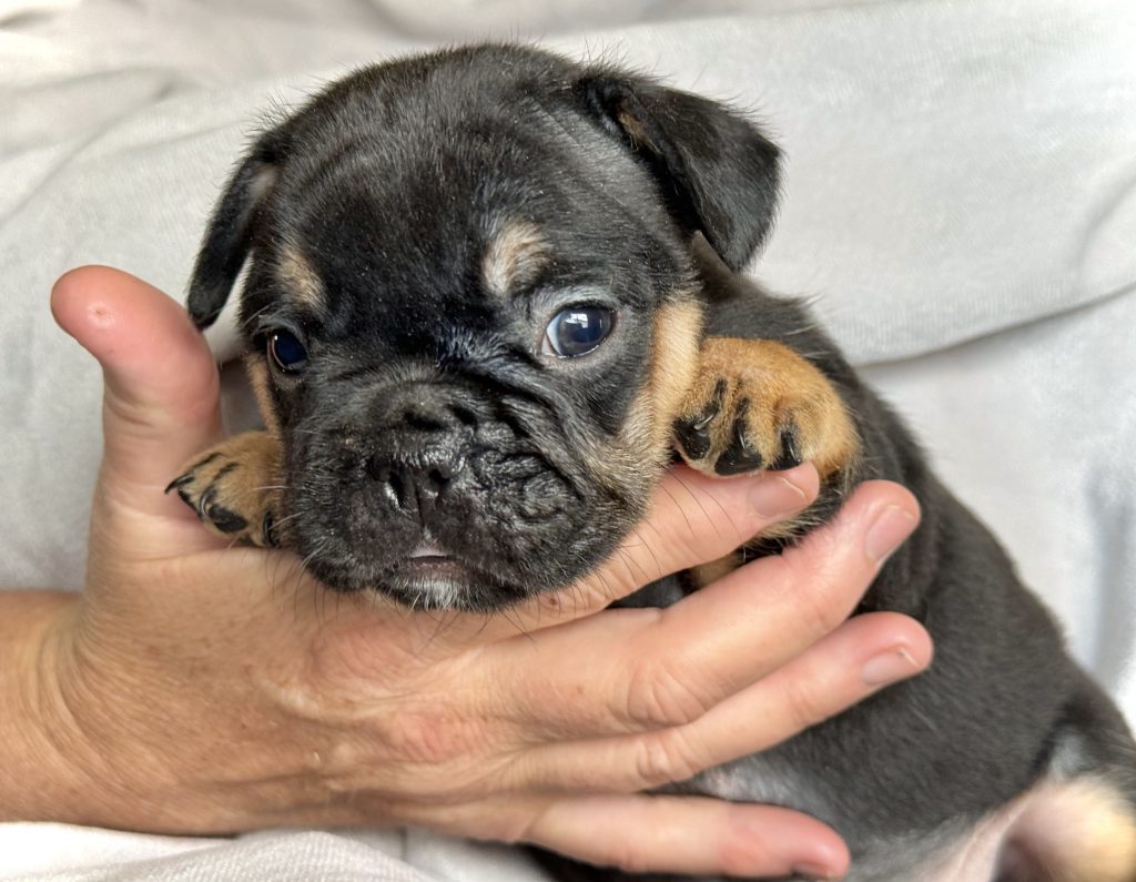 Hugo | Black & Tan French Bulldog Male | Available in July 2024