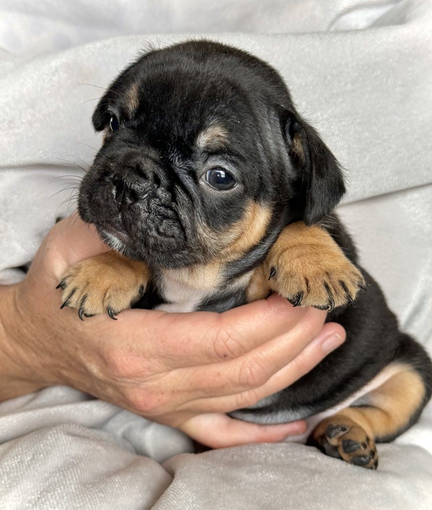Hugo | Black & Tan French Bulldog Male | Available in July 2024