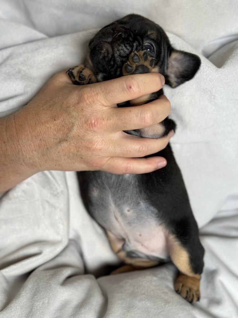Hugo | Black & Tan French Bulldog Male | Available in July 2024