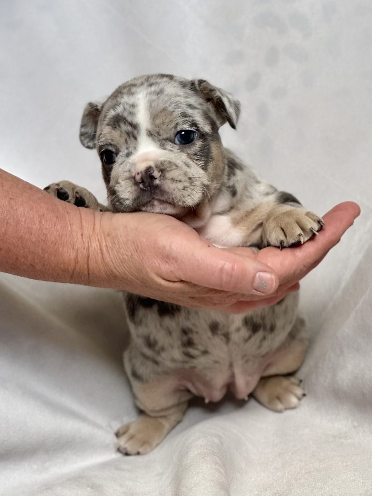 Harper | Blue Merle & Tan French Bulldog Female | Available in July 2024