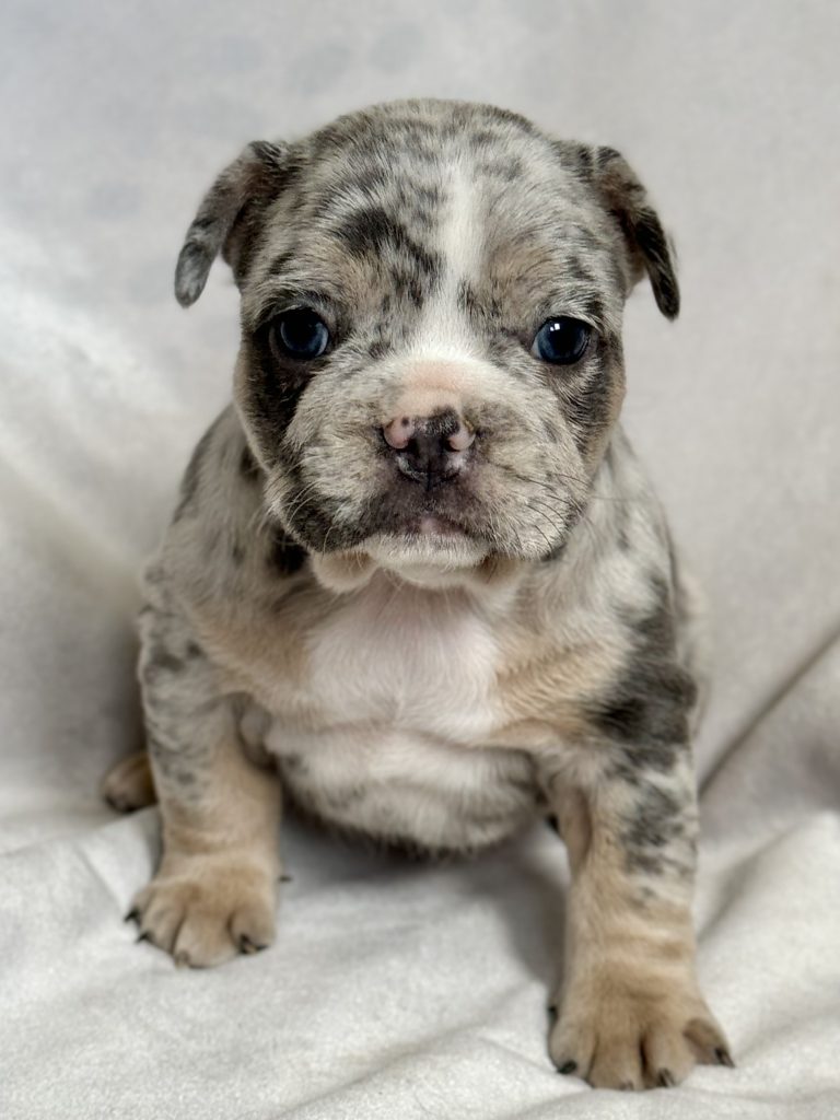 Harper | Blue Merle & Tan French Bulldog Female | Available in July 2024