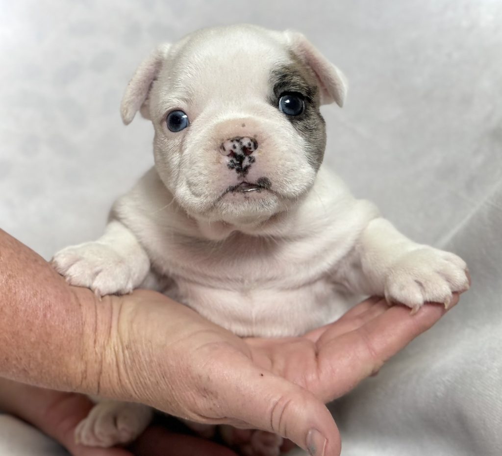 Harley | Fawn Merle Pied French Bulldog Male | Available in July 2024