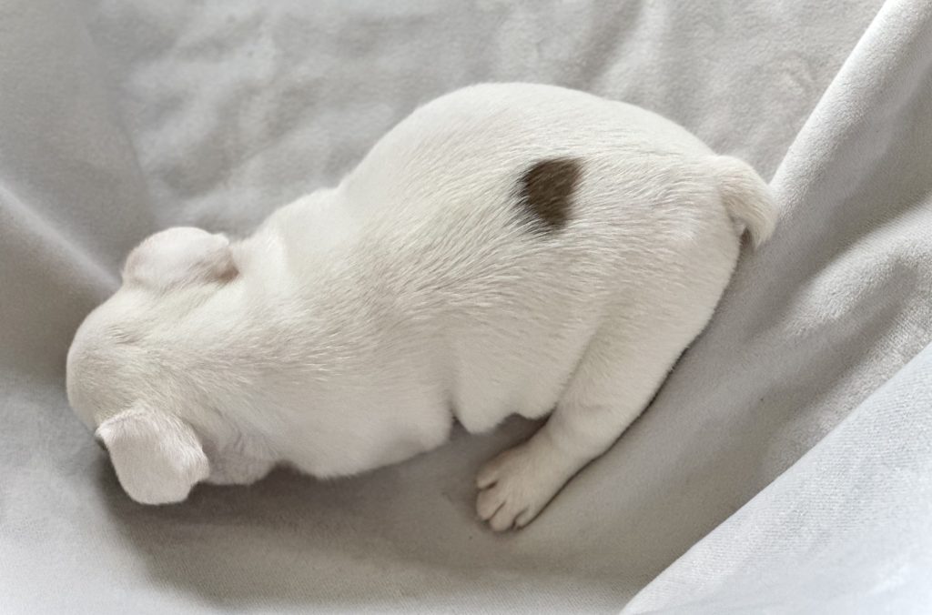 Harley | Fawn Merle Pied French Bulldog Male | Available in July 2024