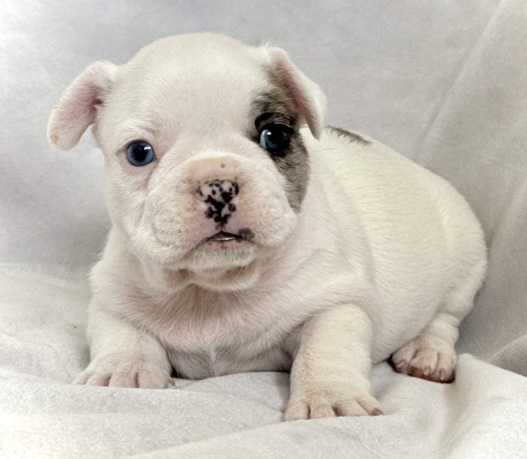 Harley | Fawn Merle Pied French Bulldog Male | Available in July 2024