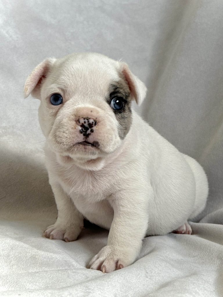 Harley | Fawn Merle Pied French Bulldog Male | Available in July 2024