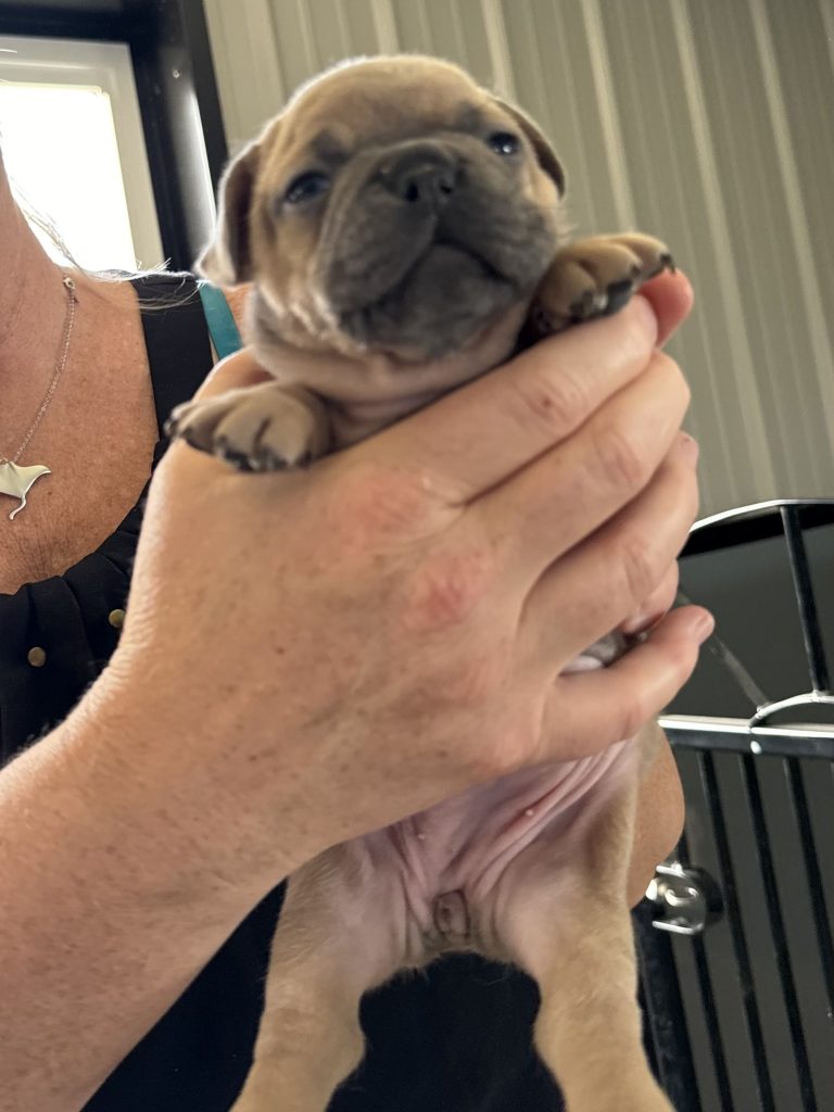 Hannah | Blue Sable French Bulldog Female | Available in July 2024