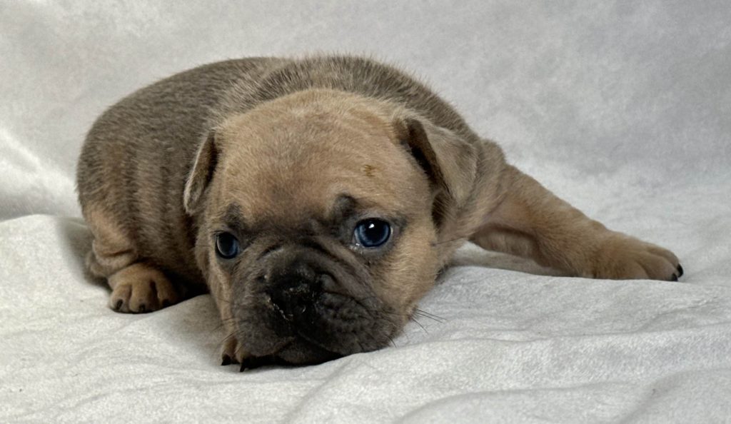 Hannah | Blue Sable French Bulldog Female | Available in July 2024