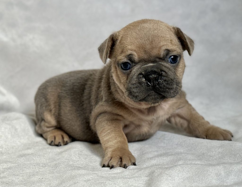 Hannah | Blue Sable French Bulldog Female | Available in July 2024
