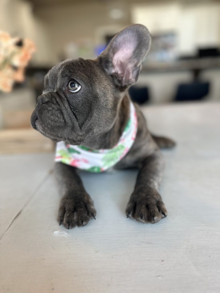 Major | Blue French Bulldog Male | Available Now