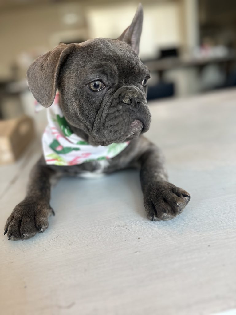 Major | Blue French Bulldog Male | Available Now