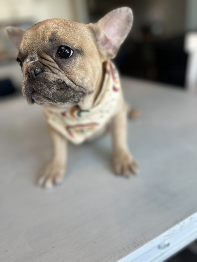 Yaya | Blue Fawn Merle French Bulldog Female | Available Now
