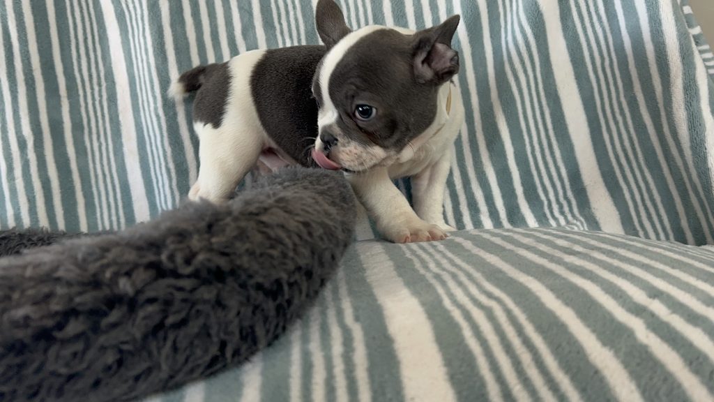 Echo | Blue Pied French Bulldog Male | Available- June 30th, 2024