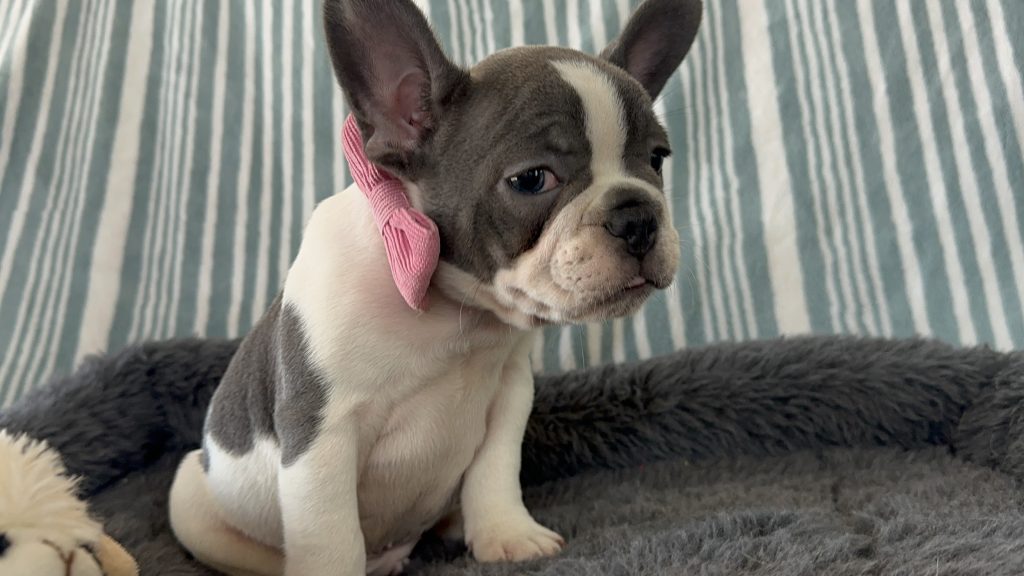 Eiffel | Blue Pied French Bulldog Male | Available- June 30th, 2024