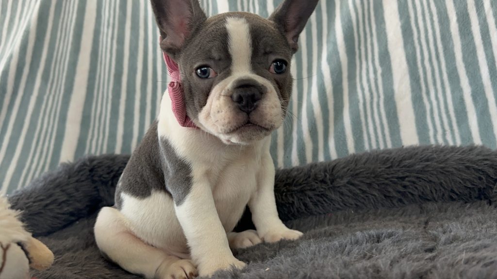 Eiffel | Blue Pied French Bulldog Male | Available- June 30th, 2024