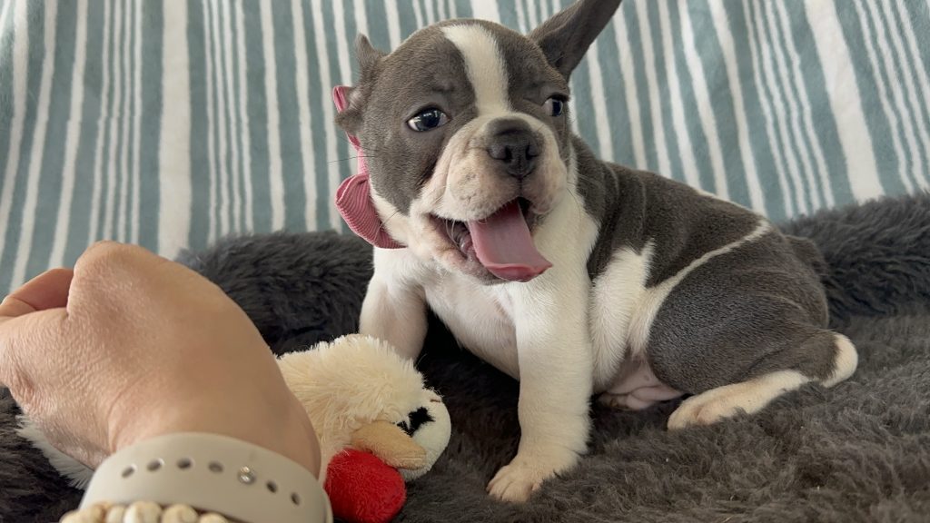 Eiffel | Blue Pied French Bulldog Male | Available- June 30th, 2024