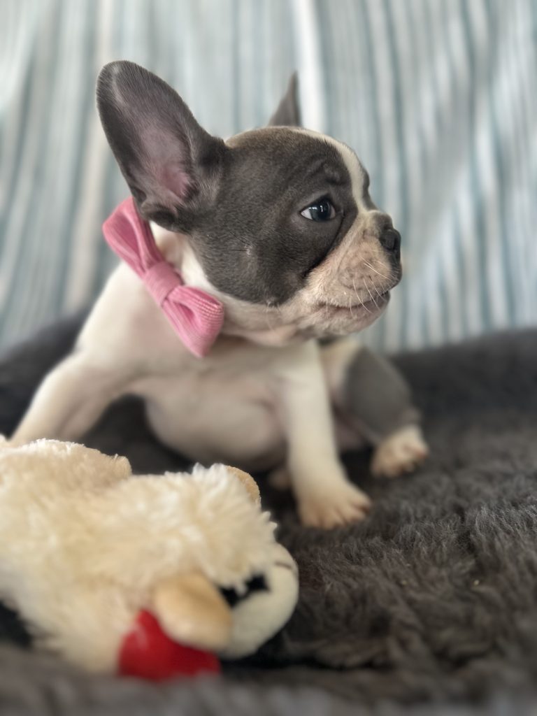 Eiffel | Blue Pied French Bulldog Male | Available- June 30th, 2024