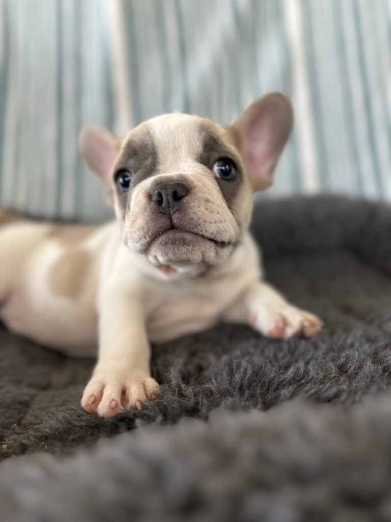 Elmo | Blue Fawn Pied French Bulldog Male | Adopted