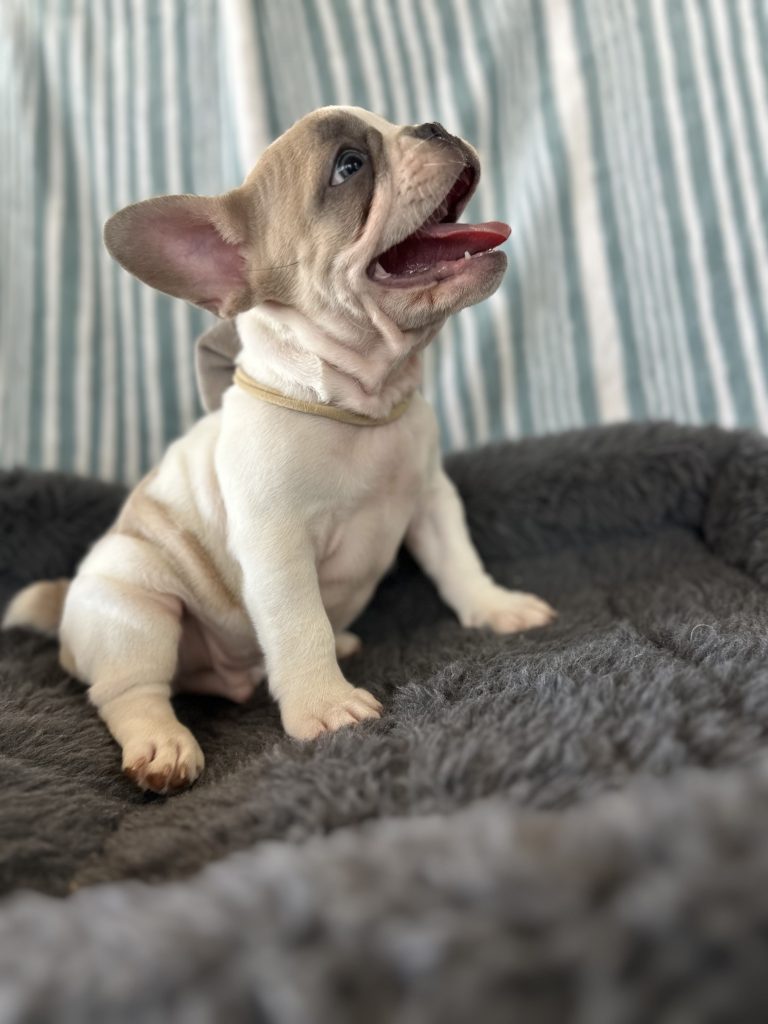 Elmo | Blue Fawn Pied French Bulldog Male | Adopted