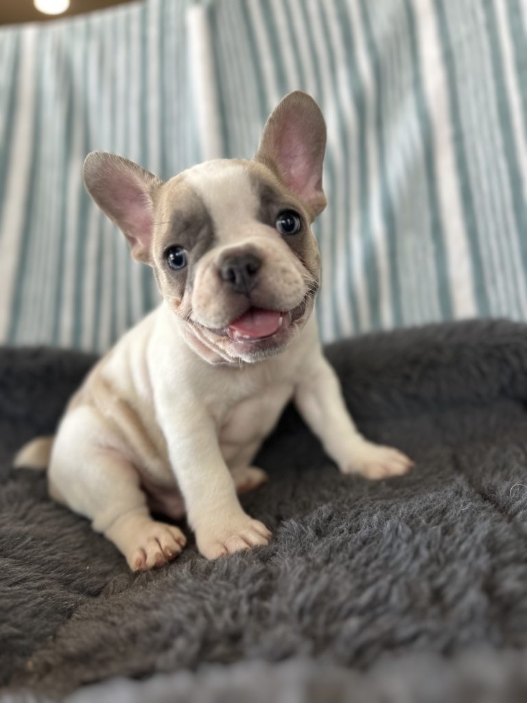 Elmo | Blue Fawn Pied French Bulldog Male | Adopted
