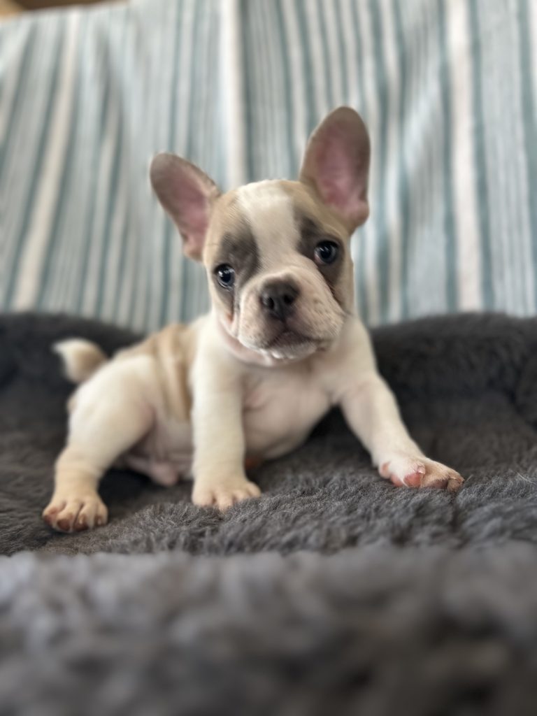 Elmo | Blue Fawn Pied French Bulldog Male | Adopted