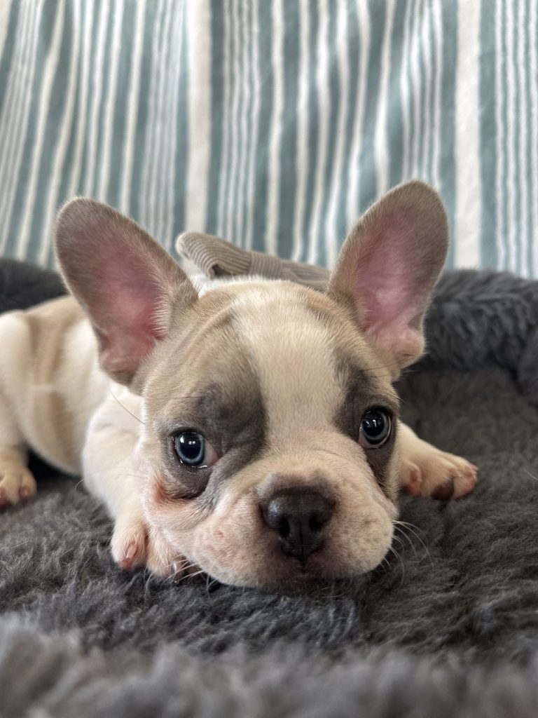 Elmo | Blue Fawn Pied French Bulldog Male | Adopted