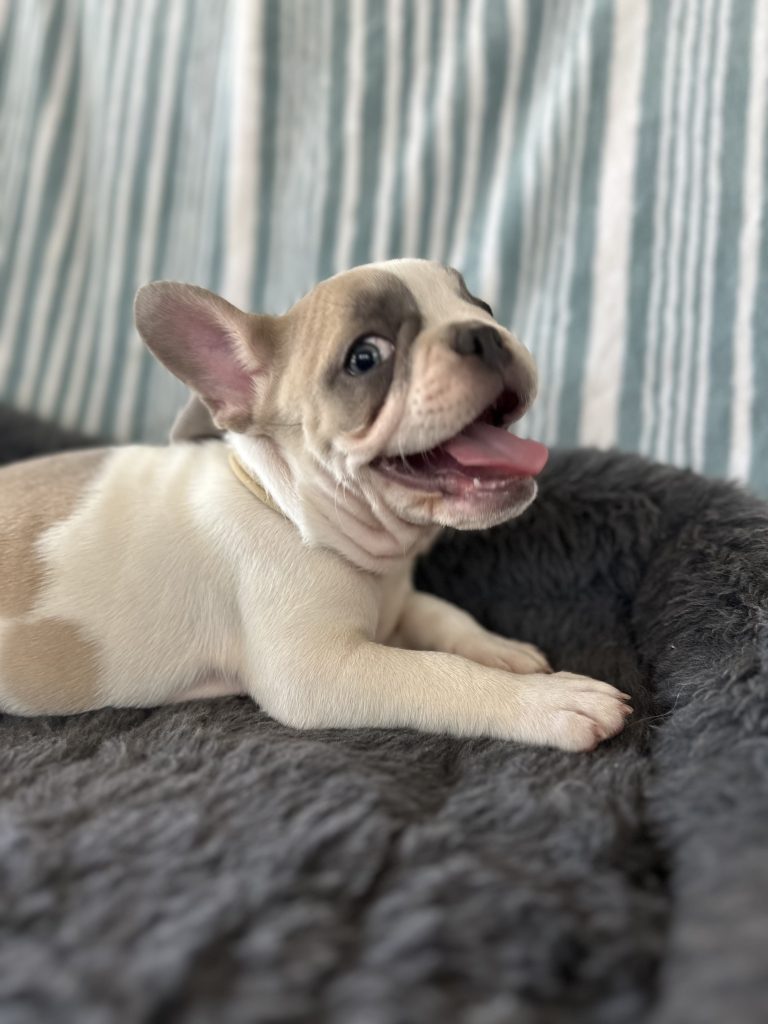 Elmo | Blue Fawn Pied French Bulldog Male | Adopted