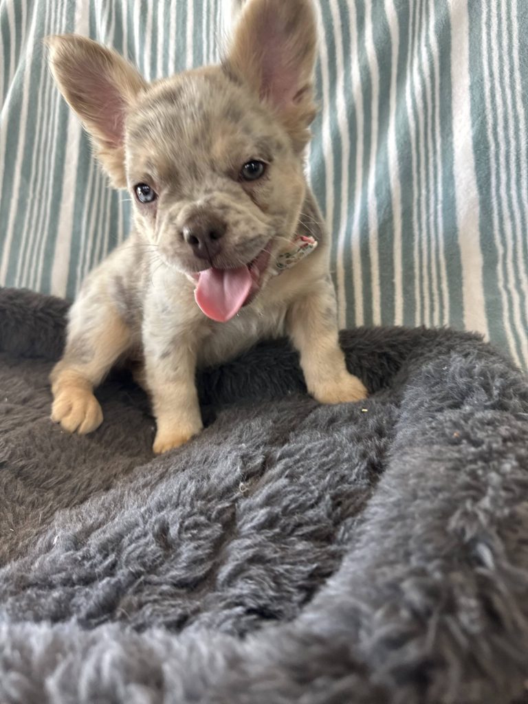 Garret | Lilac Merle & Tan Fluffy French Bulldog Male | Available - June 23rd, 2024