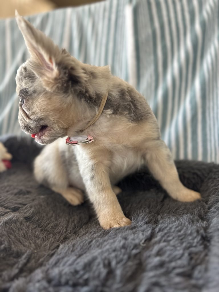 Garret | Lilac Merle & Tan Fluffy French Bulldog Male | Available - June 23rd, 2024