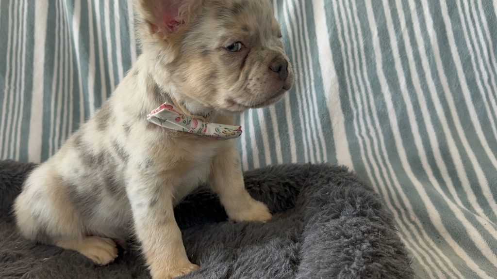 Garret | Lilac Merle & Tan Fluffy French Bulldog Male | Available - June 23rd, 2024