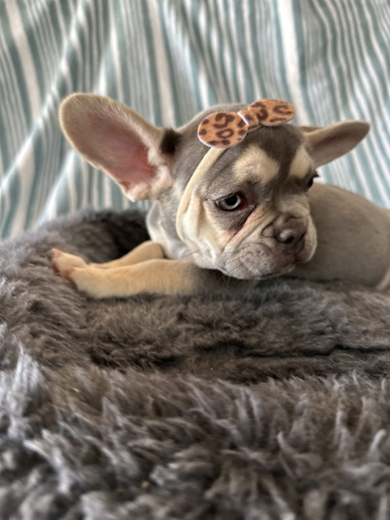 Grace | Lilac & Tan French Bulldog Female | Available - June 23rd, 2024