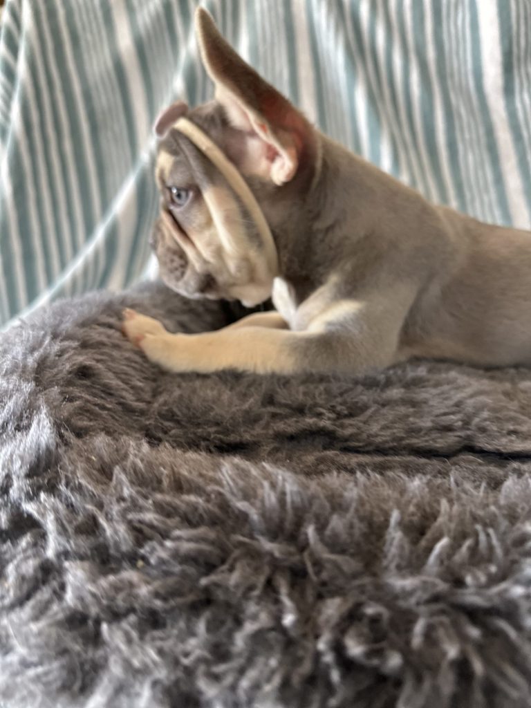 Grace | Lilac & Tan French Bulldog Female | Available - June 23rd, 2024