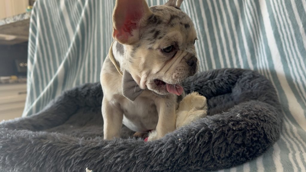Garvin | Lilac Merle & Tan French Bulldog Male | Available - June 23rd, 2024