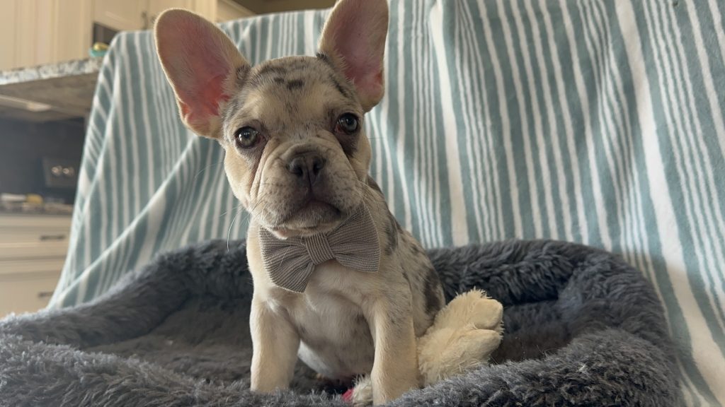 Garvin | Lilac Merle & Tan French Bulldog Male | Available - June 23rd, 2024