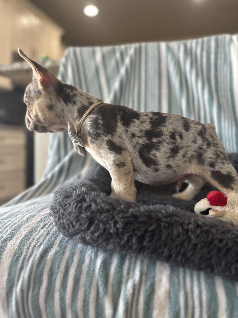 Garvin | Lilac Merle & Tan French Bulldog Male | Available - June 23rd, 2024