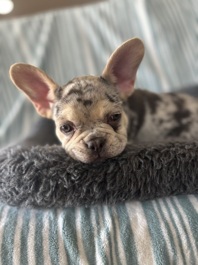 Garvin | Lilac Merle & Tan French Bulldog Male | Available - June 23rd, 2024