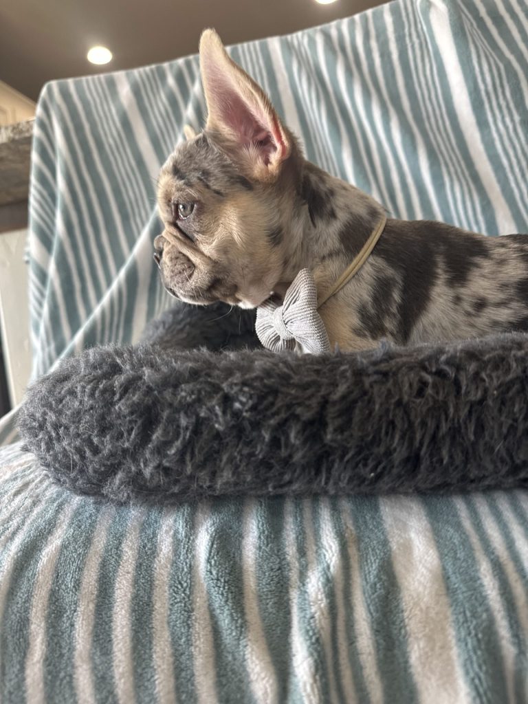 Garvin | Lilac Merle & Tan French Bulldog Male | Available - June 23rd, 2024