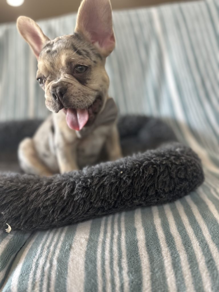 Garvin | Lilac Merle & Tan French Bulldog Male | Available - June 23rd, 2024