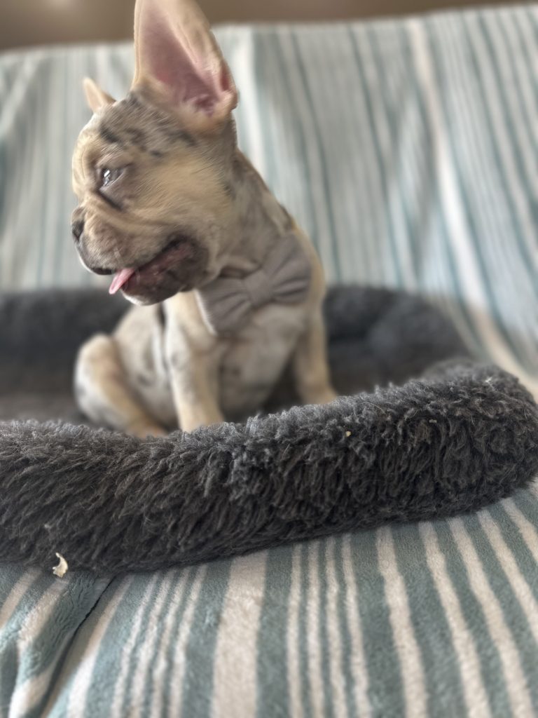 Garvin | Lilac Merle & Tan French Bulldog Male | Available - June 23rd, 2024