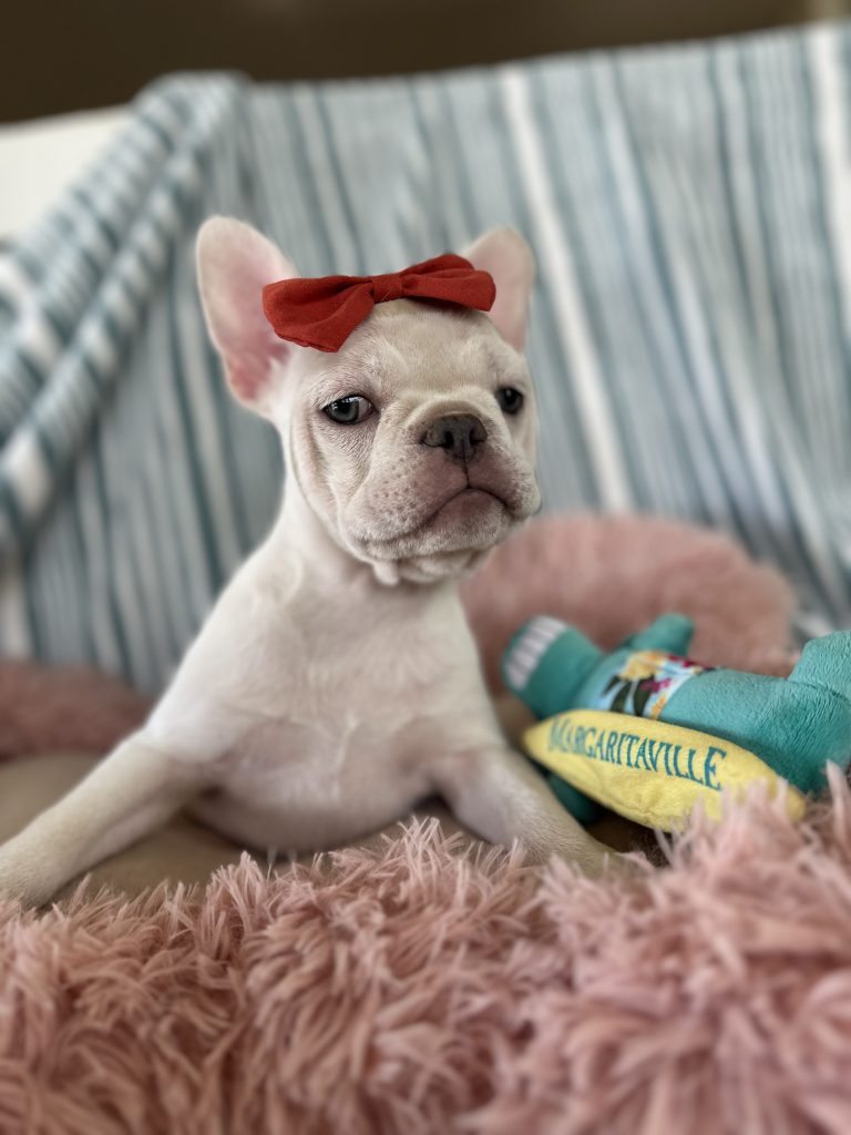 Marshmallow | Platinum French Bulldog Female | Available Now