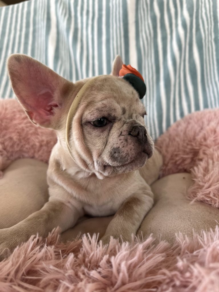 Popcorn | Lilac Fawn Merle French Bulldog Male | Available Now